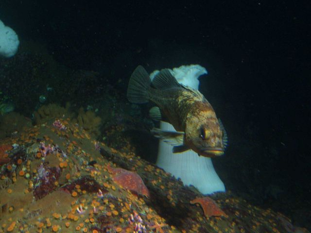 Quillback rockfish (Sebastes maliger) in front of white plumed sea anemone (Metridium giganteum) at 30 meters depth. Picture