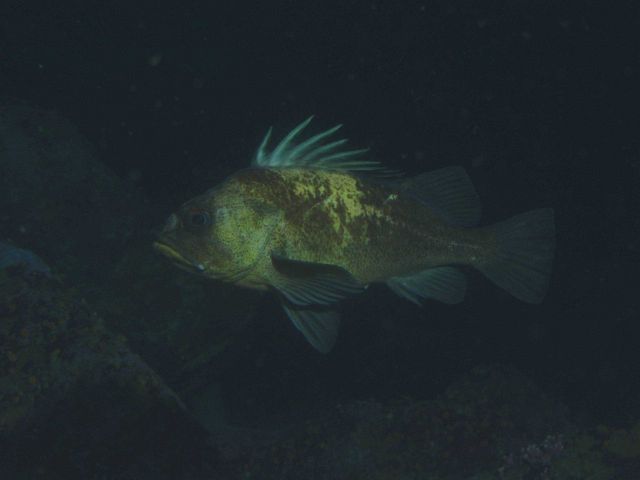 Quillback rockfish (Sebastes maliger) at 30 meters depth. Picture