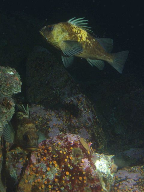 Quillback rockfish (Sebastes maliger) at 30 meters depth. Picture