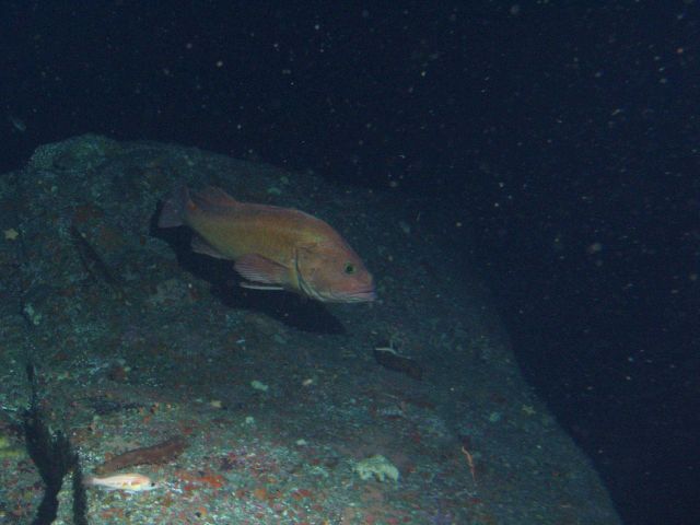 Canary Rockfish (Sebastes pinniger) on rocky outcropping at 64 meters depth Picture