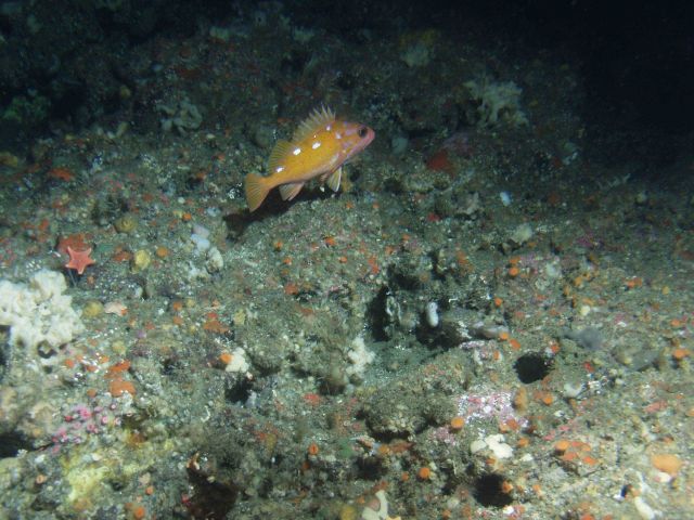 Rosy Rockfish (Sebastes rosaceus) close up in rocky reef habitat at 131 meters depth Picture