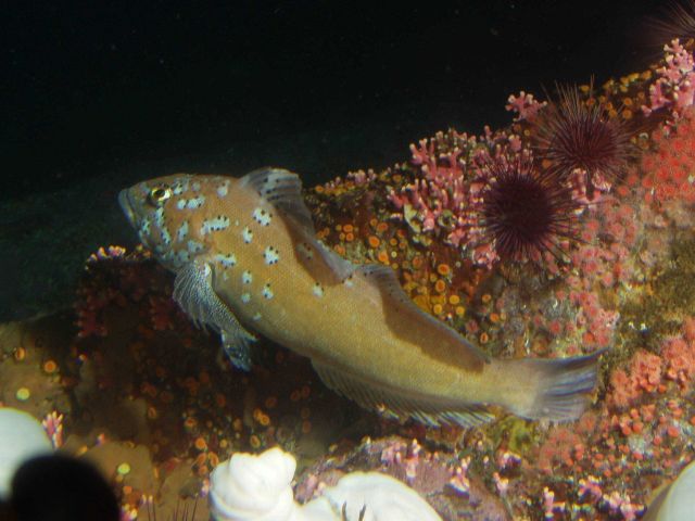 Male Kelp greenling (Hexagrammos decagrammus) in rock reef habitat up close at 25 meters depth Picture