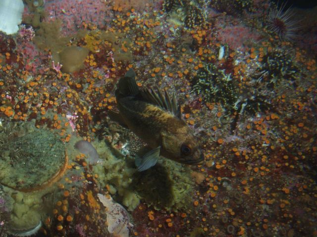 Quillback rockfish (Sebastes maliger) in between boulder in rocky reef habitat at 25 meters depth Picture