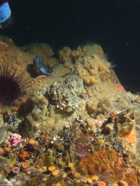 Rocky reef habitat with red sea urchin and rockfish Picture