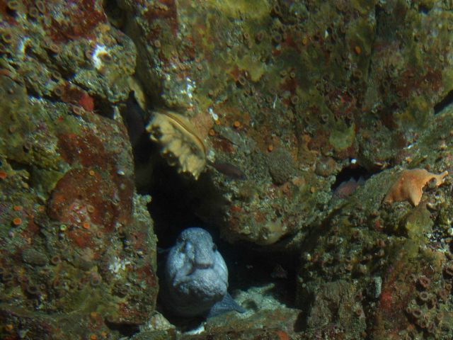 Wolf eel (Anarrhichthys ocellatus) in crevice in rocky reef habitat at 30 meters at 30 meters depth. Picture
