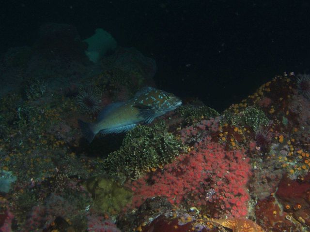 Male Kelp greenling (Hexagrammos decagrammus) in rock reef habitat up close at 25 meters depth Picture