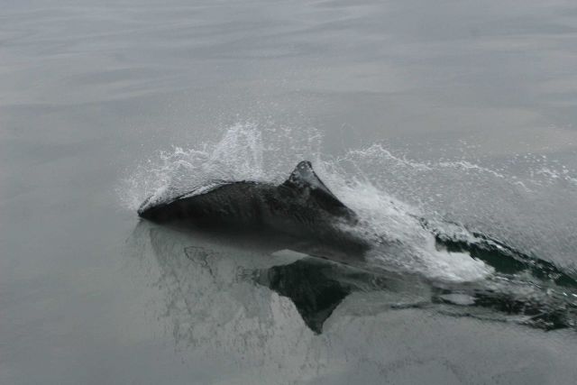 Dall's Porpoise (Phocoenoides dalli) swimming. Picture