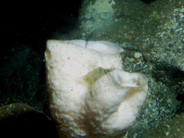 White sponge Picture