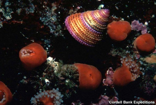 Ringed snail Picture