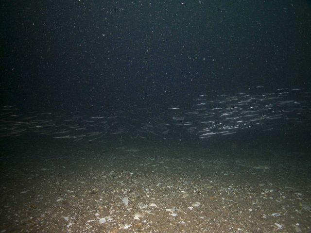 School of fish Picture