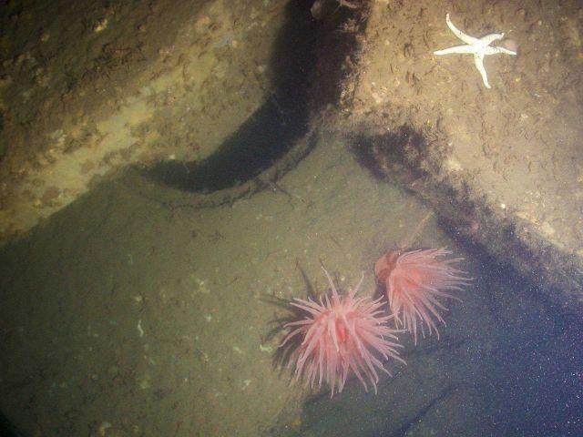 Starfishes Picture