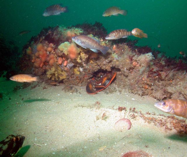 Fishes and Lobster Picture