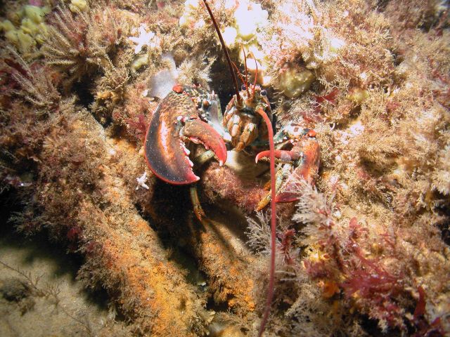 Seems like a Lobster Picture