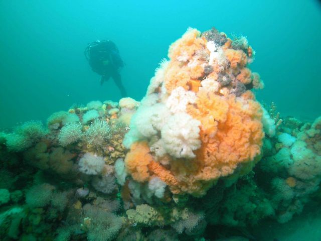 Scuba Diver and Corals Picture