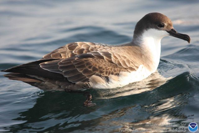 Duck bird wading in water Picture