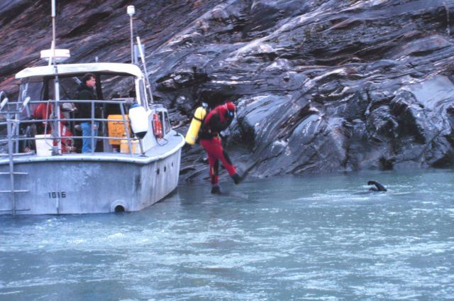 Seaman Surveyor Dave Ospenson enters the water to assist with tide gauge installation. Picture