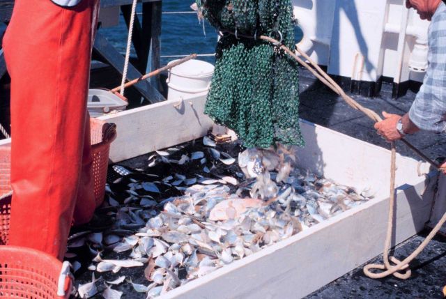 Emptying a small trawl onto the sorting table - Photo -3 of sequence Picture