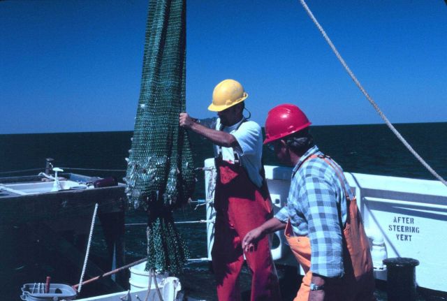Emptying a small trawl onto the sorting table - Photo -1 of sequence Picture