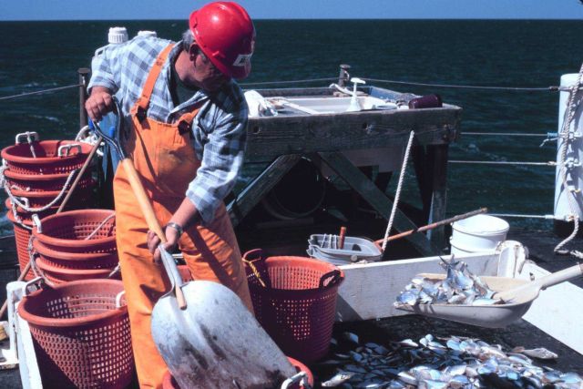 Shoveling fish from the sorting table into baskets for further study Picture