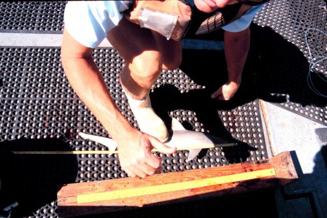 Operations on the NOAA Ship FERREL. Picture