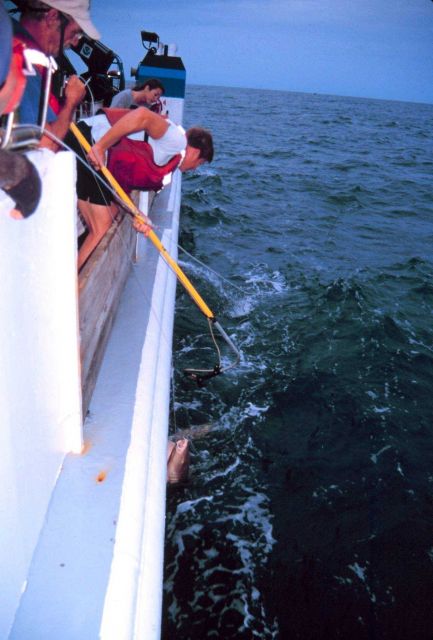 Operations on the NOAA Ship FERREL. Picture