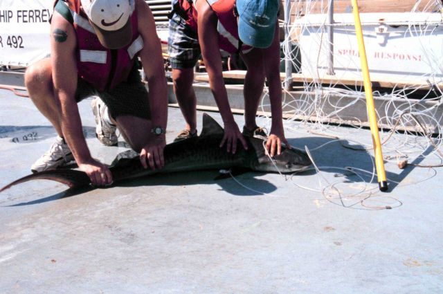 Operations on the NOAA Ship FERREL Picture