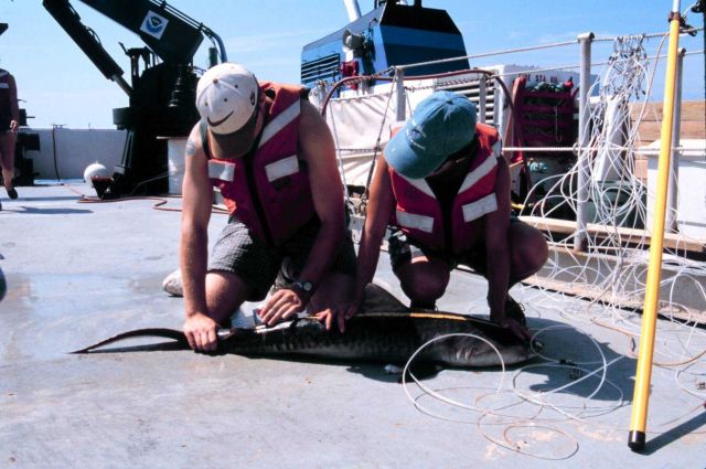 Operations on the NOAA Ship FERREL Picture