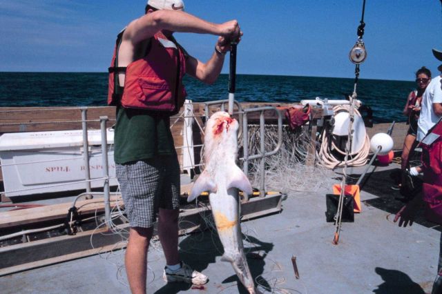 Operations on the NOAA Ship FERREL Picture