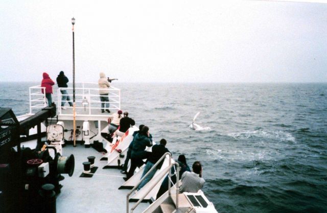 Operations on the NOAA Ship McARTHUR during Stenella abundance cruises. Picture