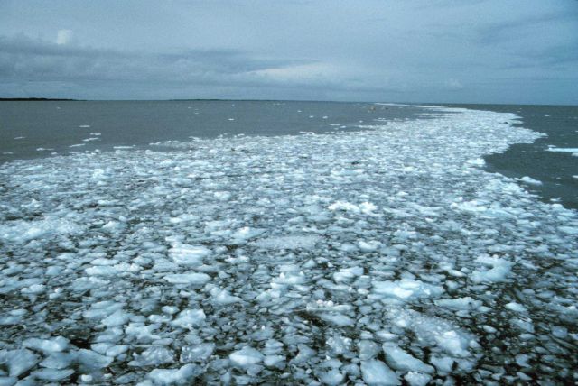 Ice along a tide rip Picture