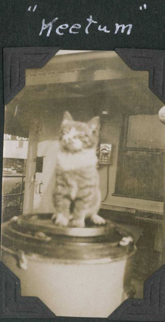 Keetum, the ship's cat on the SURVEYOR. Picture