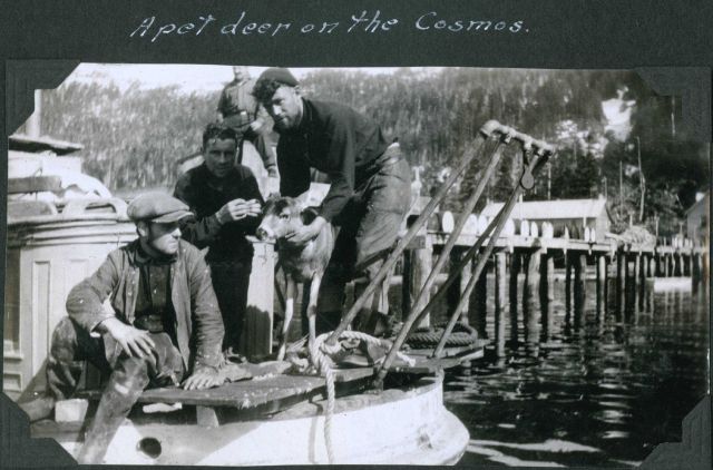 Not to be outdone by SURVEYOR's ship's cat, the the survey launch COSMOS has a pet deer. Picture