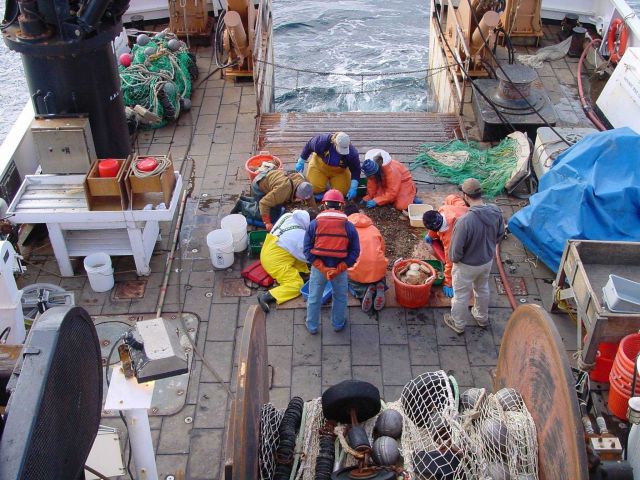 Scientists and curious crew inspect treasures from the deep brought up by a bottom trawl on the NOAA Ship DELAWARE II. Picture