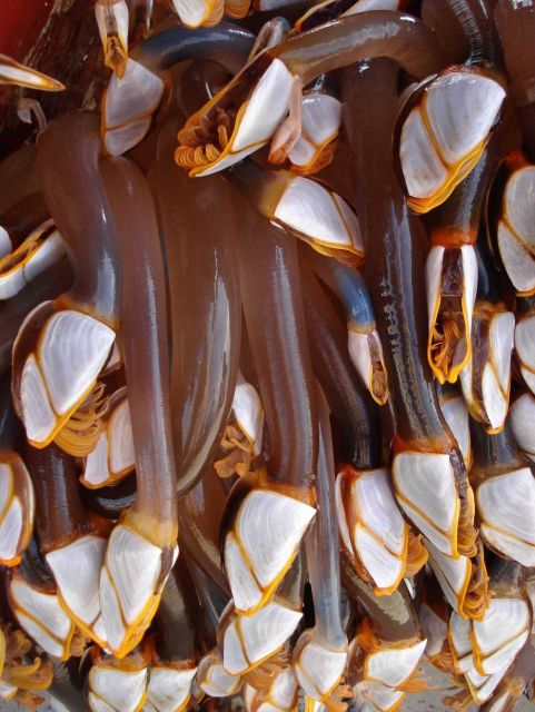 Gooseneck barnacles attached to buoy after year in ocean Picture