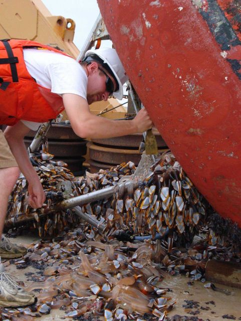 Gooseneck barnacles attached to buoy after year in ocean Picture