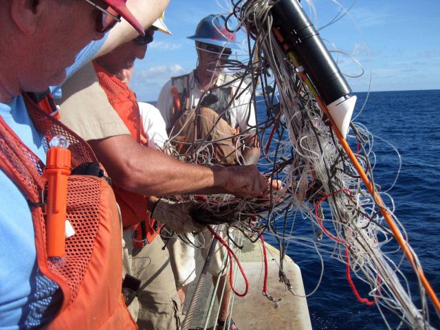 Recovering derelict longline monofilament fishing line, a form of marine debris, for disposal on board the OSCAR ELTON SETTE Picture