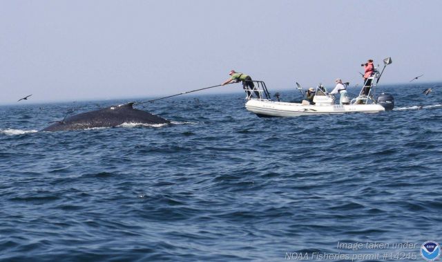 Whale tissue sampling observed by personnel of NOAA Ship NANCY FOSTER. Picture