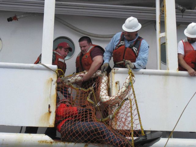 Water rescue drill on NOAA Ship MILLER FREEMAN. Picture