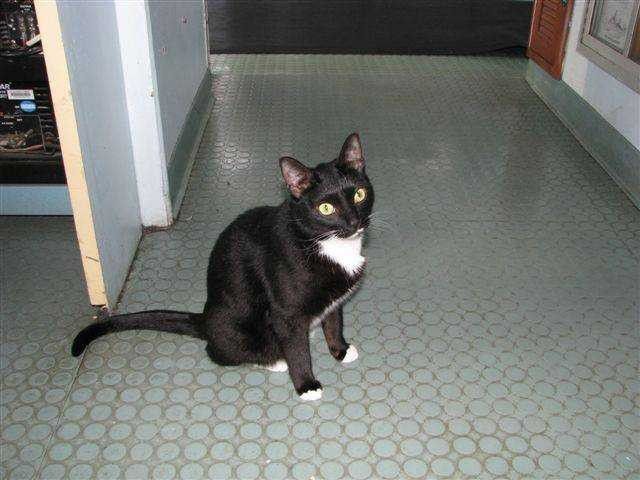 The NOAA Ship MILLER FREEMAN's ship's cat. Picture
