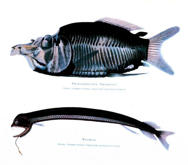 Deep sea fish: Opistoproctus grimaldi and Stomias Picture