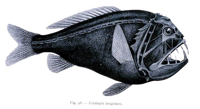 A deep sea fish: Cololepis longidens Picture