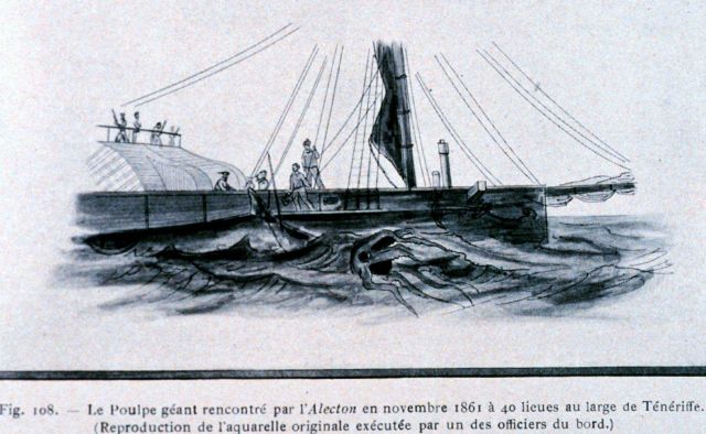 A giant squid observed off Teneriffe in November 1861 Picture
