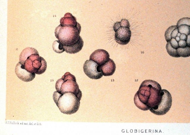 Specimens 11-16 are Globigerina rubra, d'Orbigny Picture