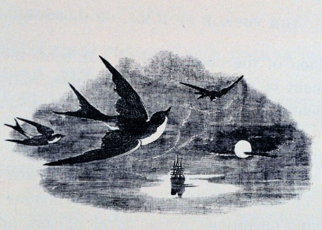 Whimsical view of the freedom and beauty of the sea Picture