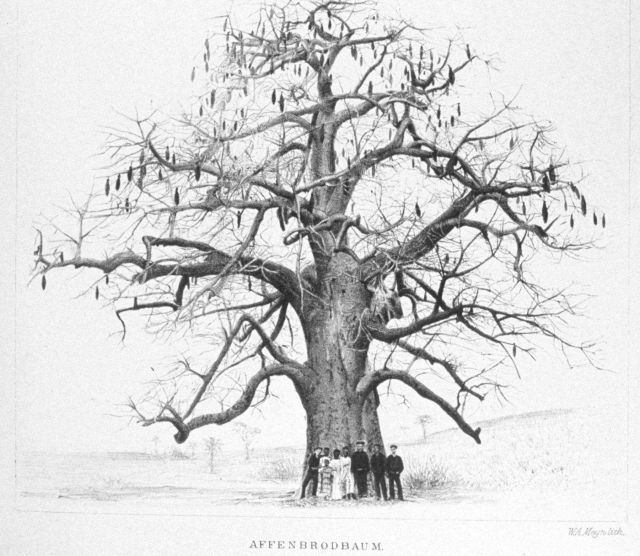 A monkey bread tree. Picture