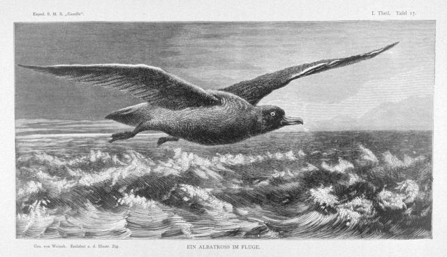 An albatross in flight. Picture