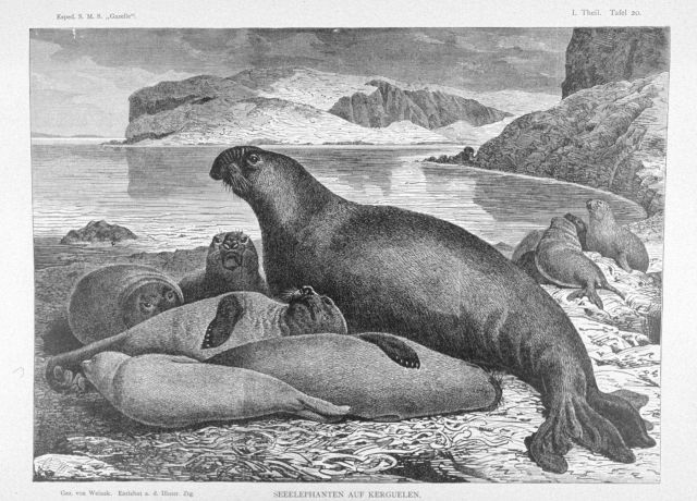 Sea elephants at Kerguelen Island in the southern Indian Ocean at 49 20 S Lat., 70 20 E Picture