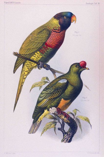 Water color of parrots seen during the voyage of the GAZELLE. Picture
