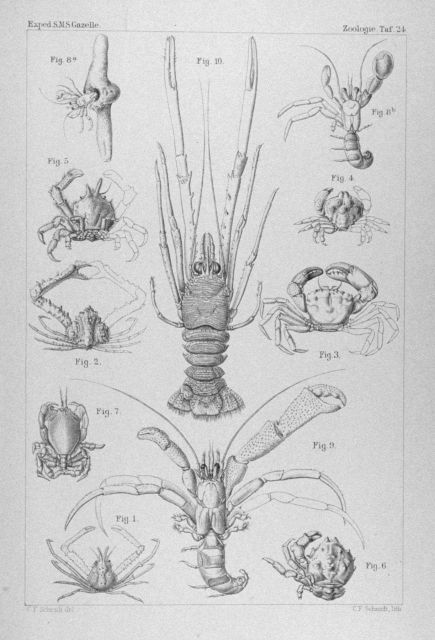 Various crustaceans seen during the course of the voyage of the GAZELLE. Picture