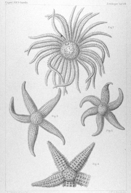 Drawings of starfish captured during the GAZELLE expedition. Picture